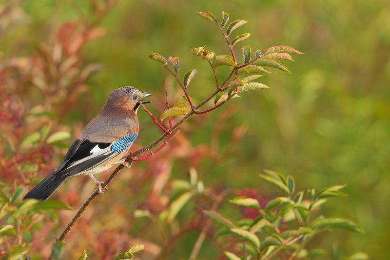 Eurasian Jay (Garrulus glandarius)