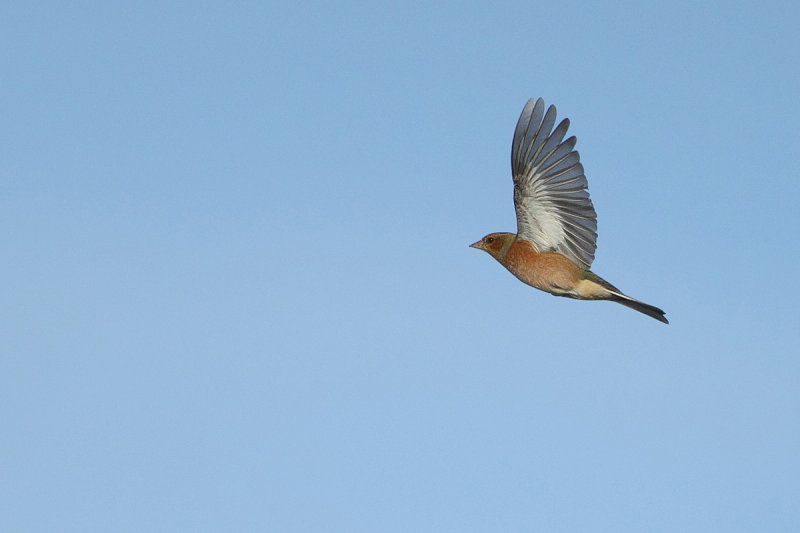Common Chaffinch (Fringilla coelebs) 
