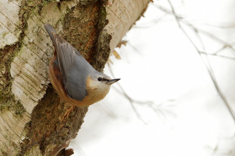 Eurasian Nuthatch (Sitta europaea)