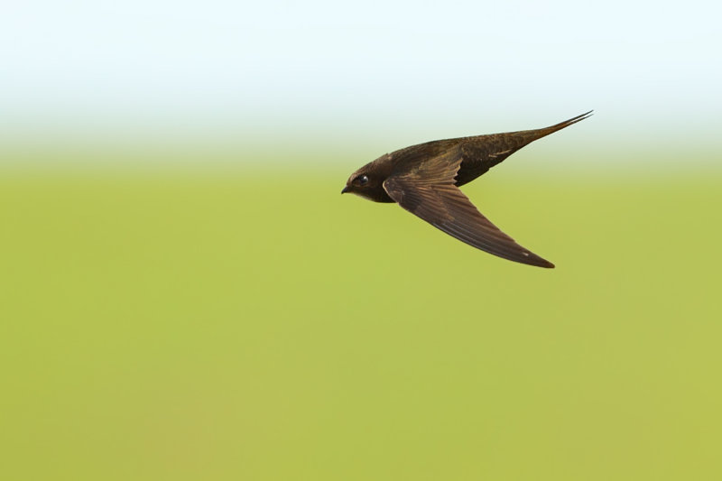 Common Swift (Apus apus) 