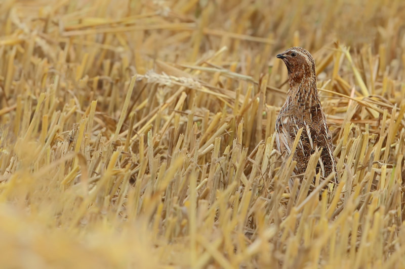 Common quail  (Coturnix coturnix)