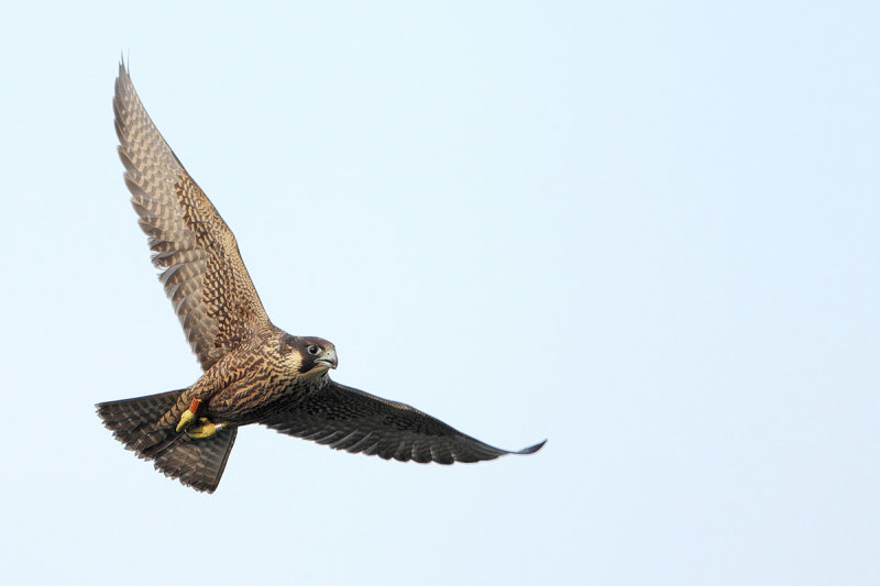 Peregrine Falcon (Falco peregrinus)