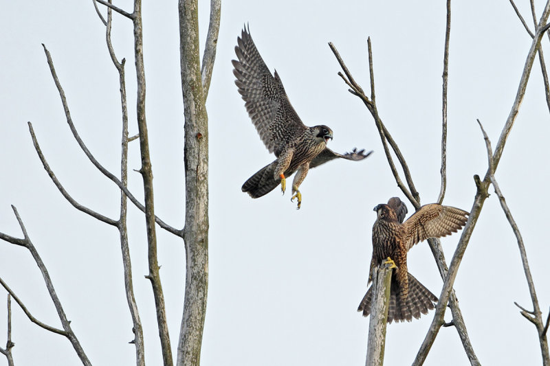 Peregrine Falcon (Falco peregrinus)