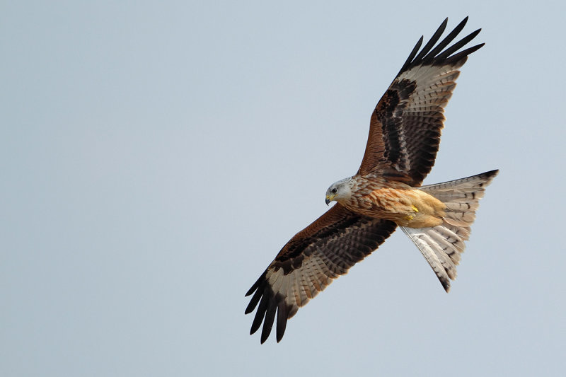Red Kite (Milvus milvus) 