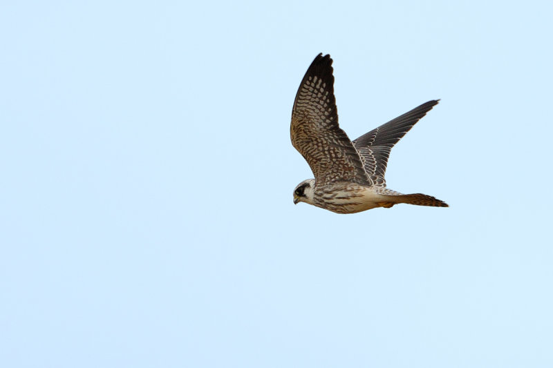 Red-Footed Falcon (Falco vespertinus)