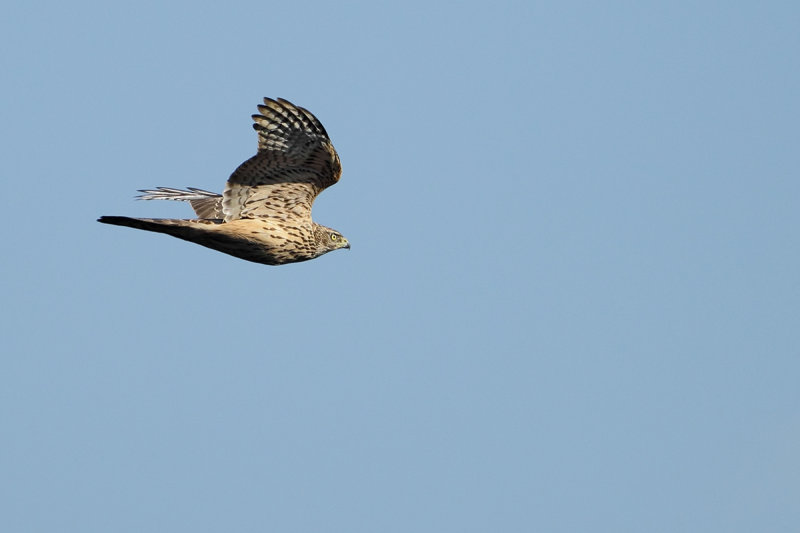Northern Goshawk (Astur gentilis)