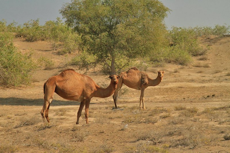 Dromedary camel (Camelus dromedarius)
