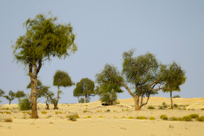 Muntasar Oasis