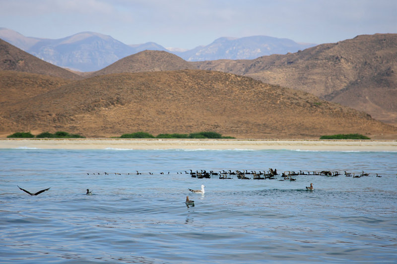 Seabirds