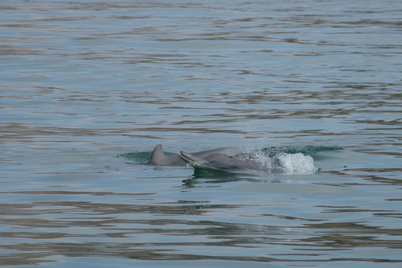 Indian Humpback Dolphin (Sousa - chinensis plumbea)