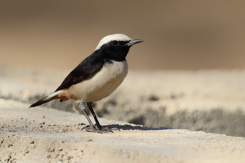Arabian Wheatear (Oenanthe lugentoides)