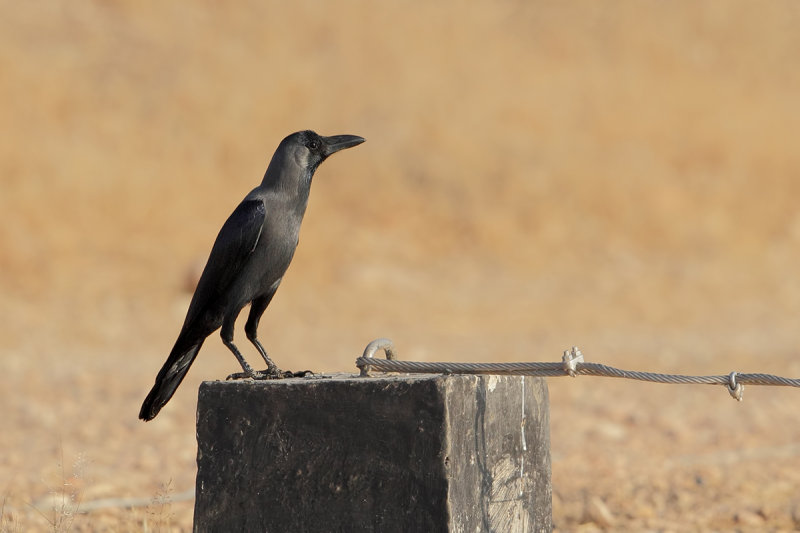 House Crow (Corvus splendens) 