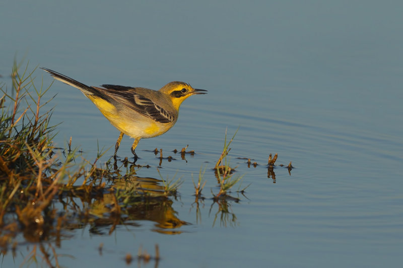 Gallery Yellow Wagtail