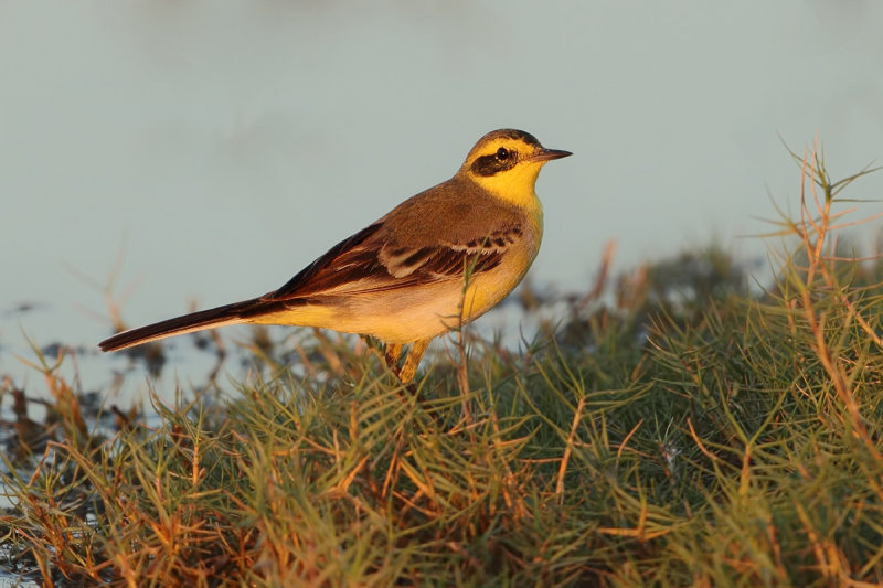 Green-backed Wagtail (Motacilla ? )