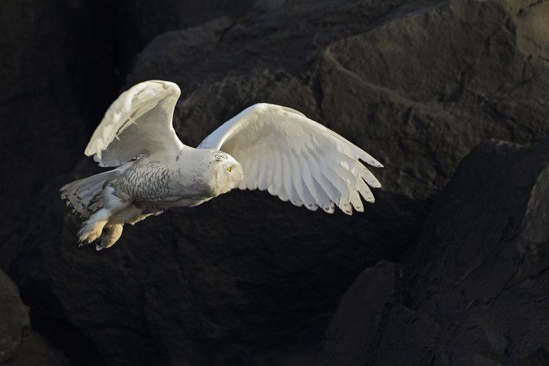 Snowy Owl (Bubo scandiacus)