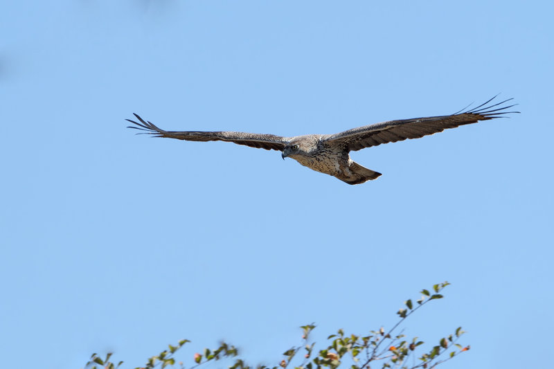 Bonelli's Eagle (Aquila fasciata)