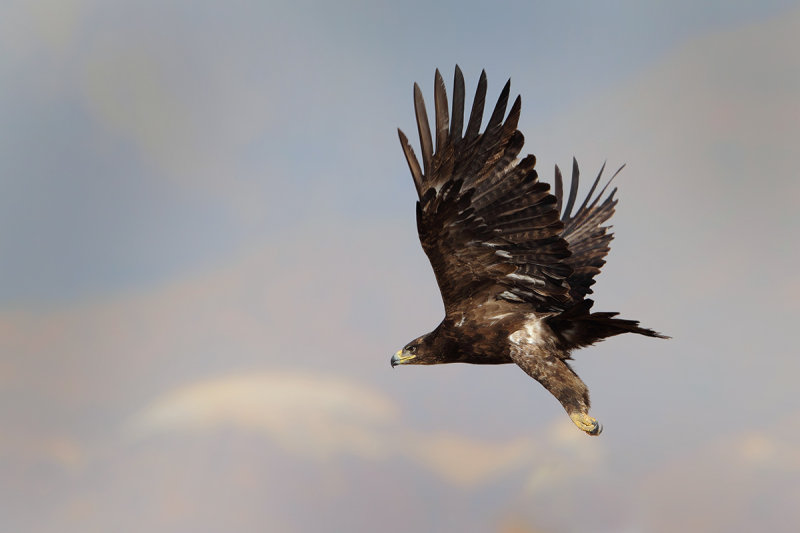 Steppe Eagle (Aquila nipalensis) 