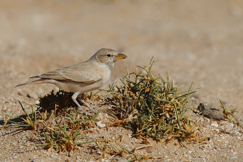 Desert Lark (Ammomanes deserti ssp. azizi) 