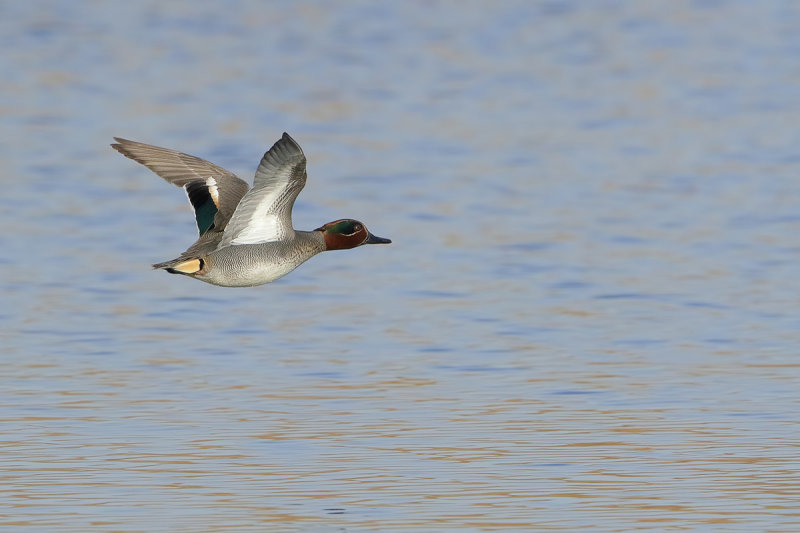 Common Teal (Anas crecca) 