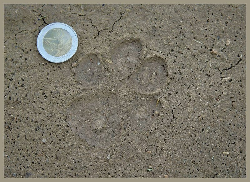 Big Cat footprint