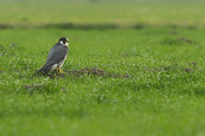 Peregrine Falcon (Falco peregrinus)