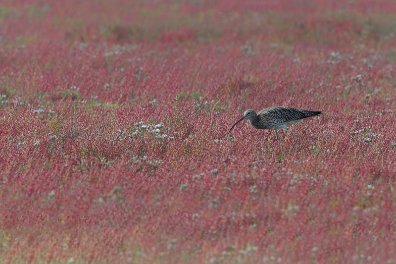 Curlew (Numenius arquata)