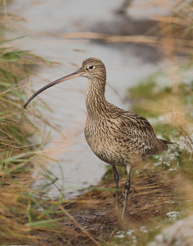 Curlew (Numenius arquata)