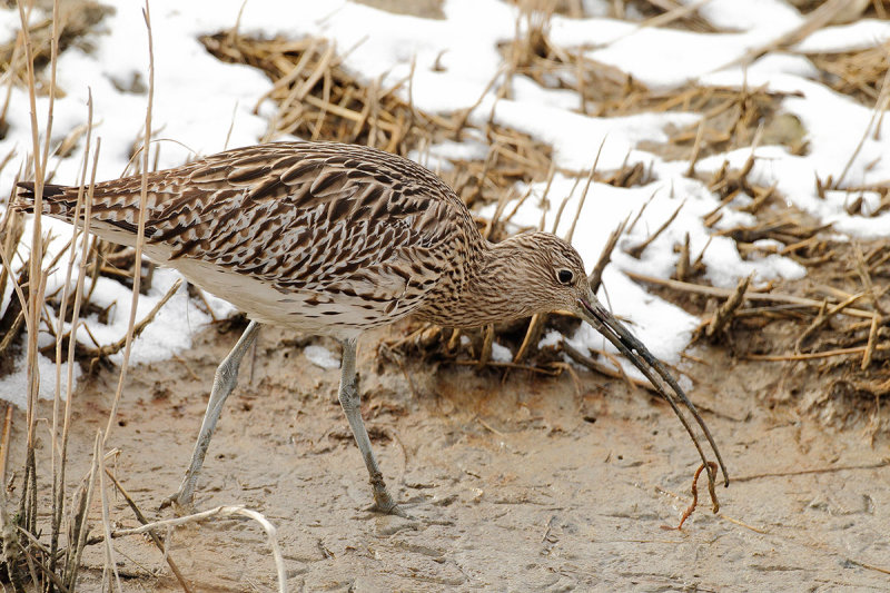 Curlew (Numenius arquata)