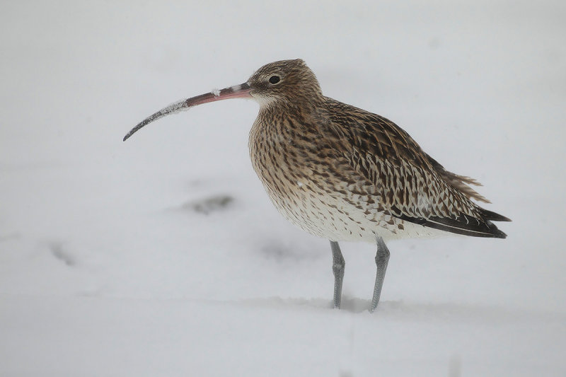 Curlew (Numenius arquata)