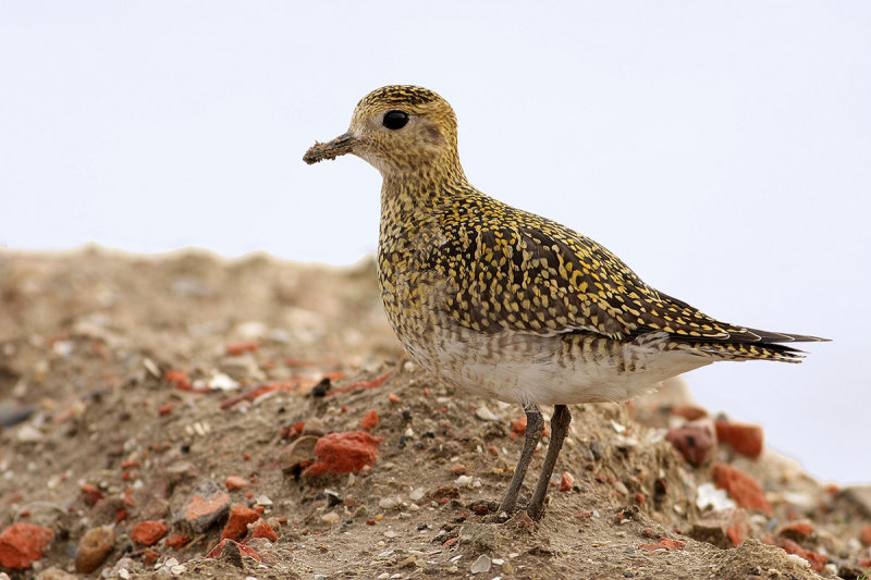 Eurasian Golden Plover (Pluvialis apricaria)