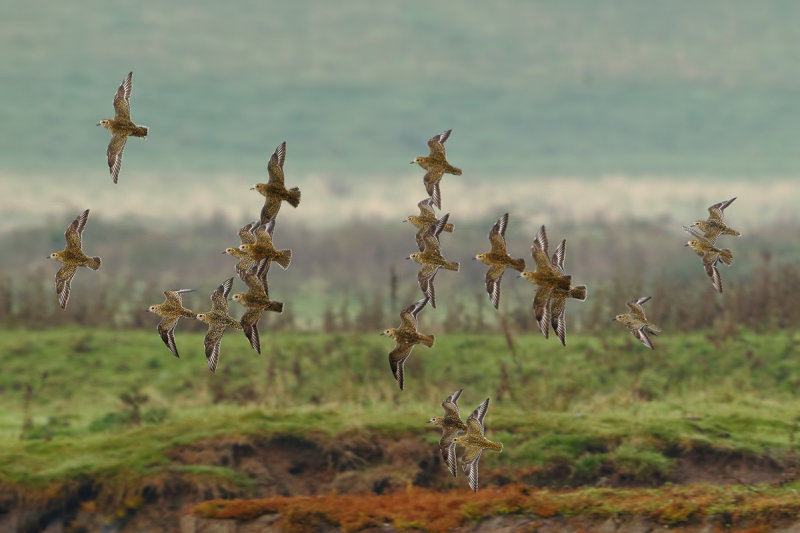 Eurasian Golden Plover (Pluvialis apricaria)