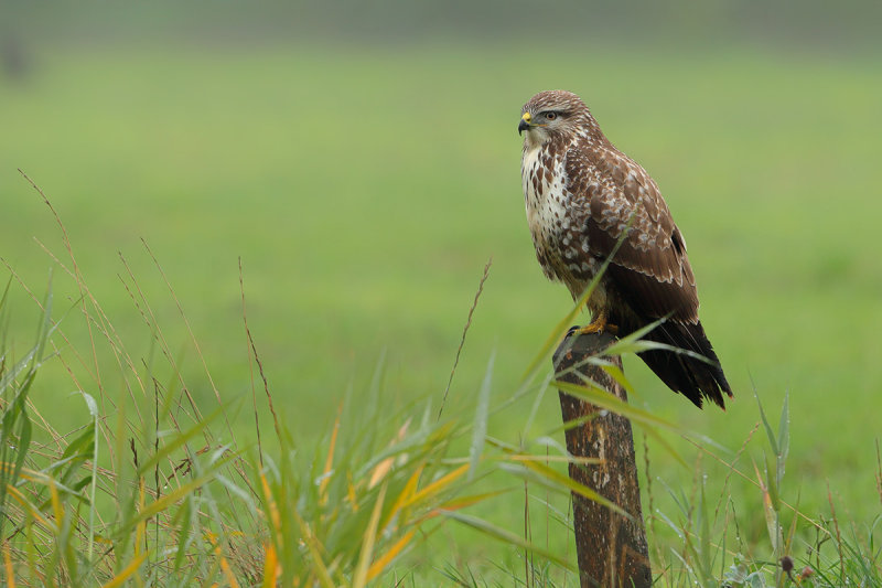 Common Buzzard (Buteo buteo) 