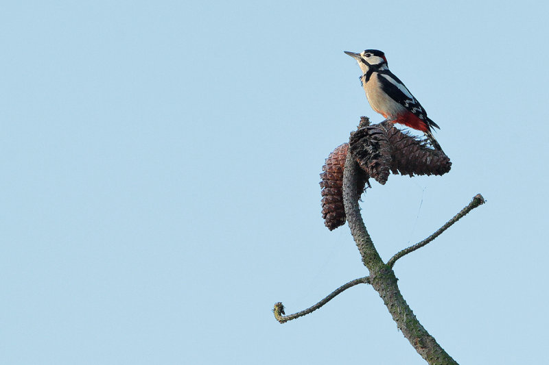 Great Spotted Woodpecker (Dendrocopos major)