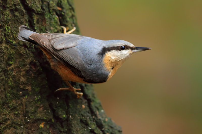 Eurasian Nuthatch (Sitta europaea)