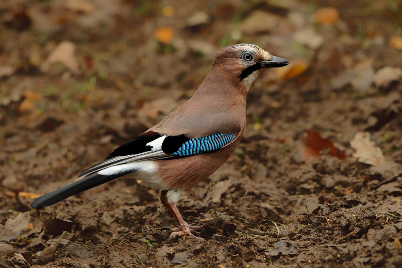 Eurasian Jay (Garrulus glandarius)