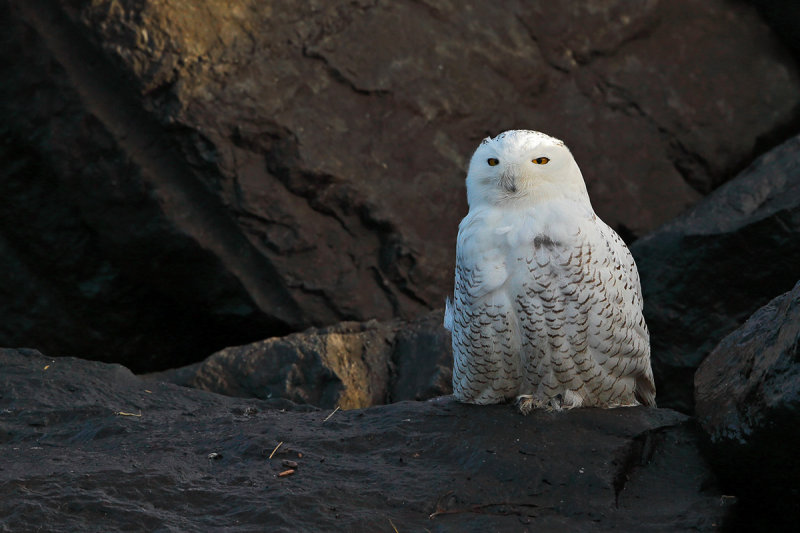 Snowy Owl (Bubo scandiacus)