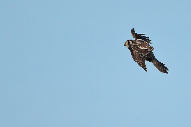 Northern Hawk-owl (Surnia ulula)