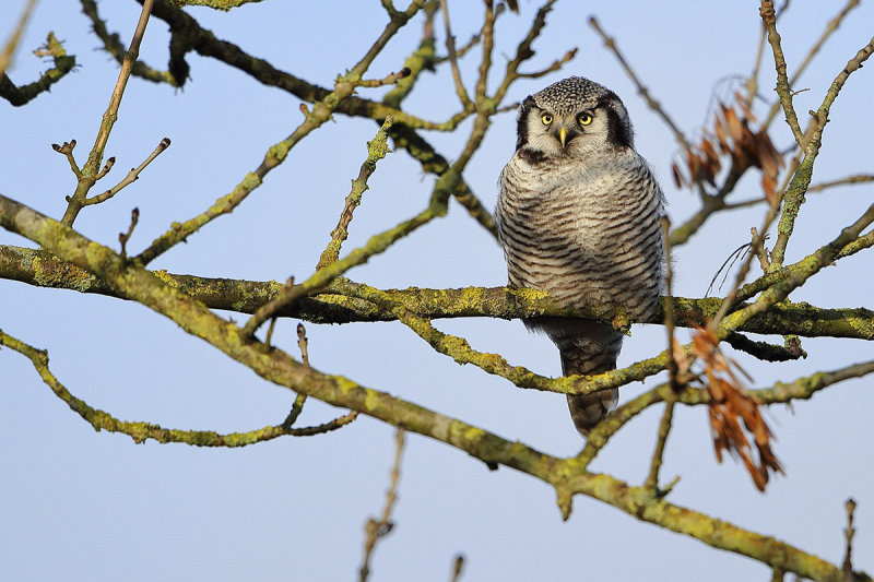 Northern Hawk-owl (Surnia ulula)