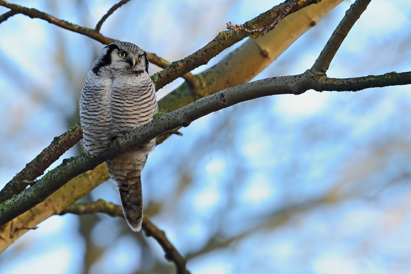 Northern Hawk-owl (Surnia ulula)