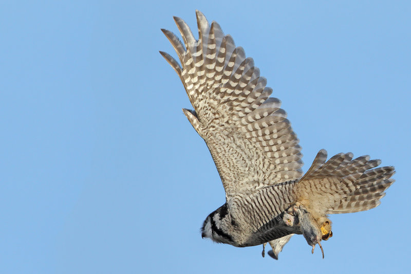 Northern Hawk-owl (Surnia ulula)