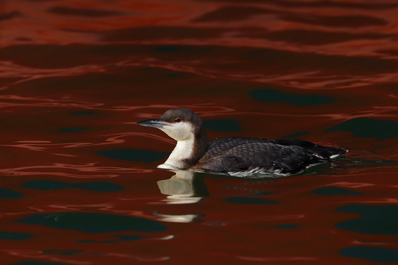Black-throated Diver or Loon (Gavia arctica)