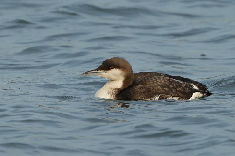 Black-throated Diver or Loon (Gavia arctica)