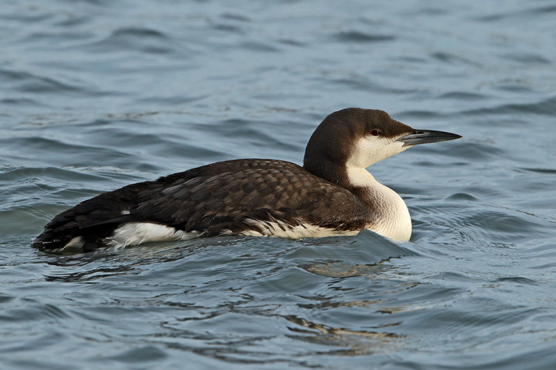 Black-throated Diver or Loon (Gavia arctica)