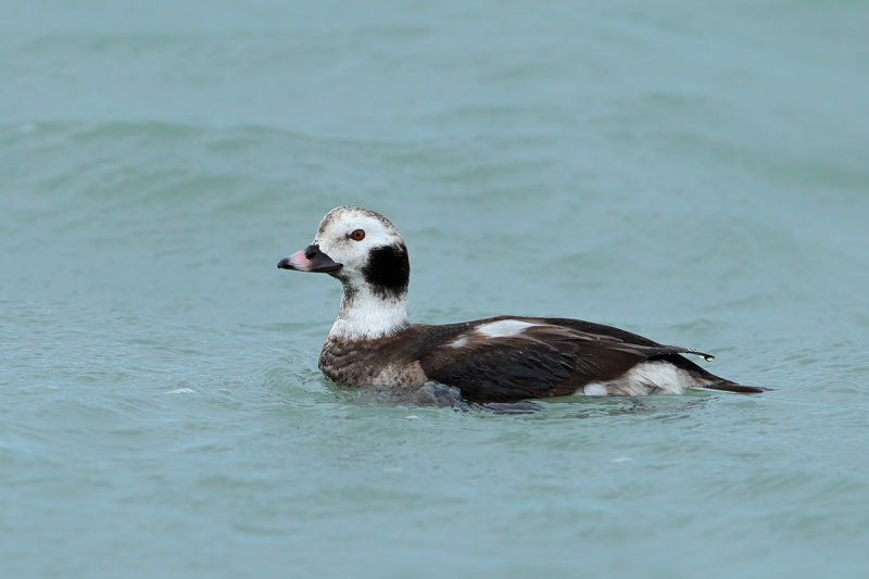 Gallery Long-tailed duck