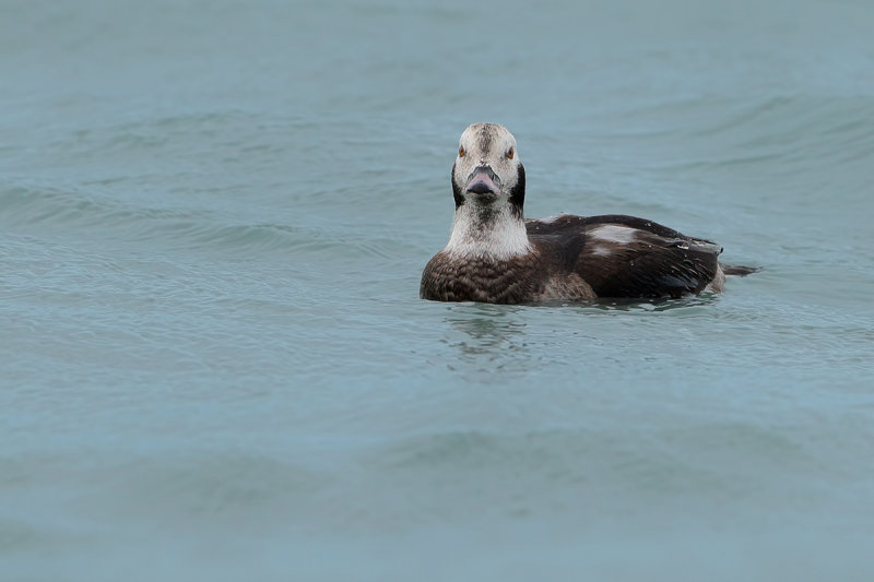 Long-tailed duck or Oldsquaw (Clangula hyemalis) 