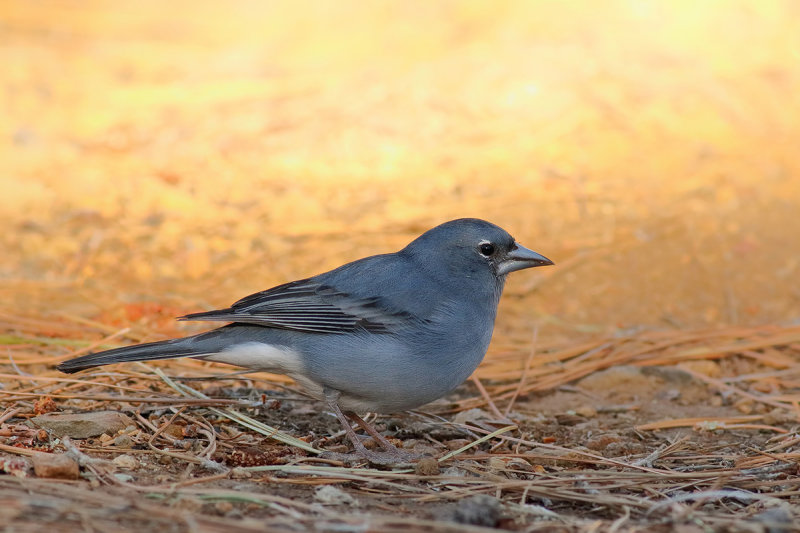 Blue Chaffinch (Fringilla teydea teydea) 