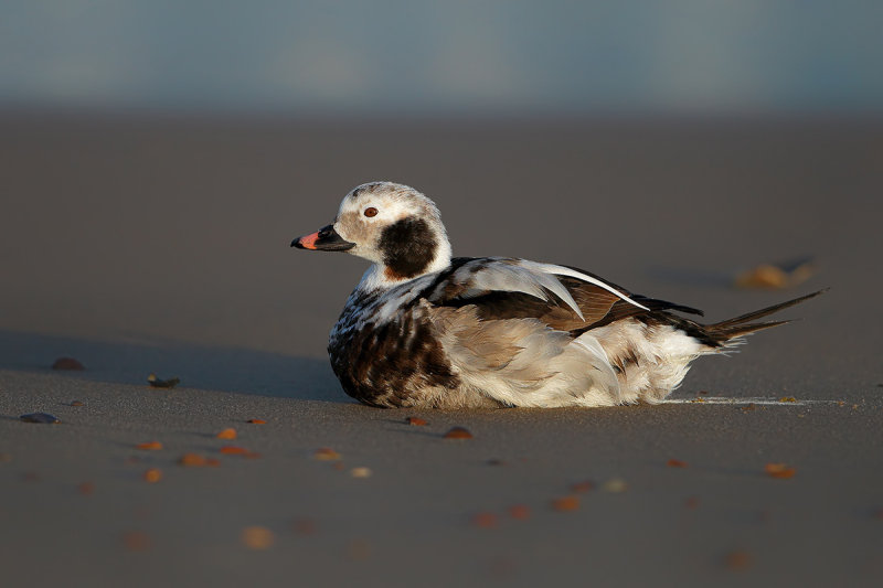 Long-tailed duck or Oldsquaw (Clangula hyemalis) 