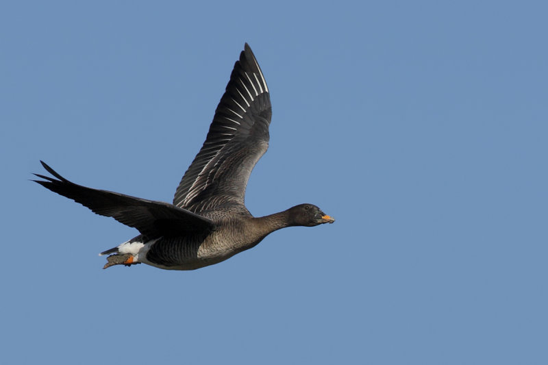 Bean Goose (Anser fabalis)