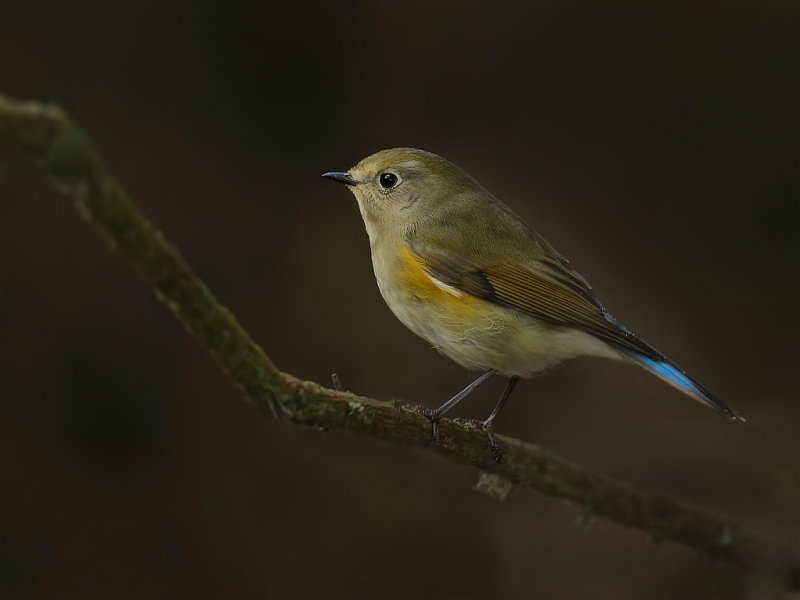 Red-flanked bluetail (Tarsiger cyanurus)