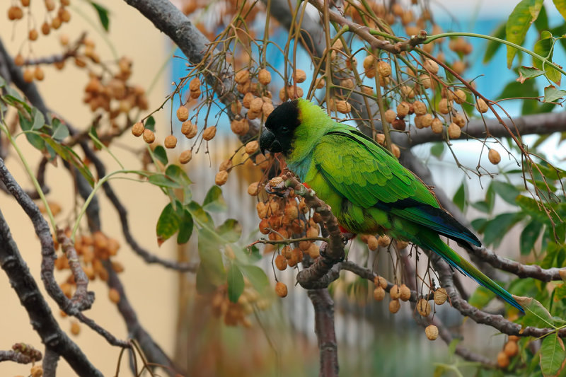 Nanday Parakeet (Aratinga nenday)